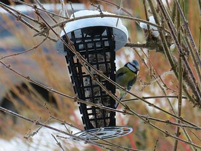 Titmouse Feeder - A Suet Cake Container for Feeding Birds