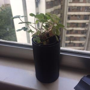 Self-Watering Flower Pot