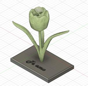 Tulipán/Tulip