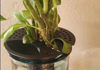 Plant Holder And Fish Feeder