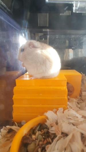 hamster house