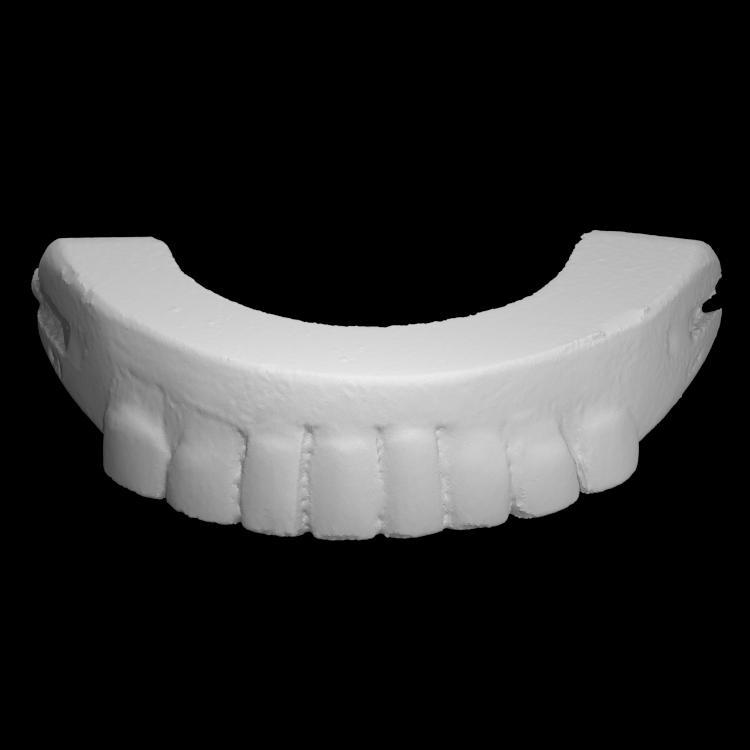George Washington's False Teeth - Top Half