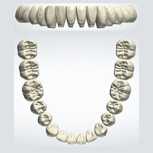 Full Lower Dental Anatomy STL + 3Shape DME