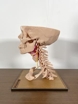 Anatomy Glossopharyngeal nerve