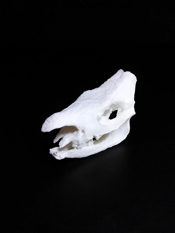 Rhinoceros Skull