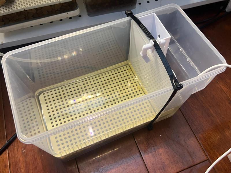 6L cold water kettle transformed into a turtle tank, a marvel for raising turtle hatchlings