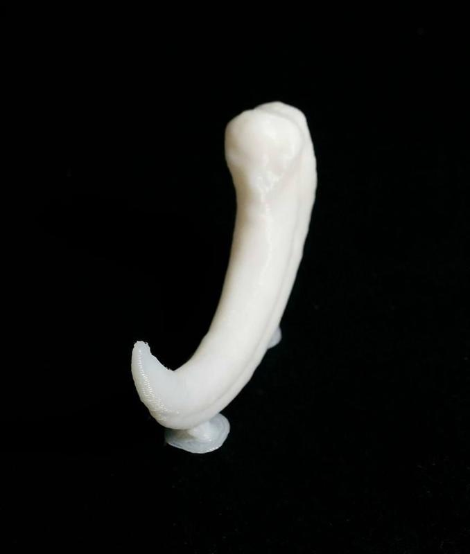 Velociraptor dinosaur claw