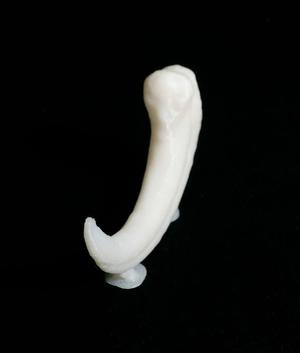 Velociraptor dinosaur claw