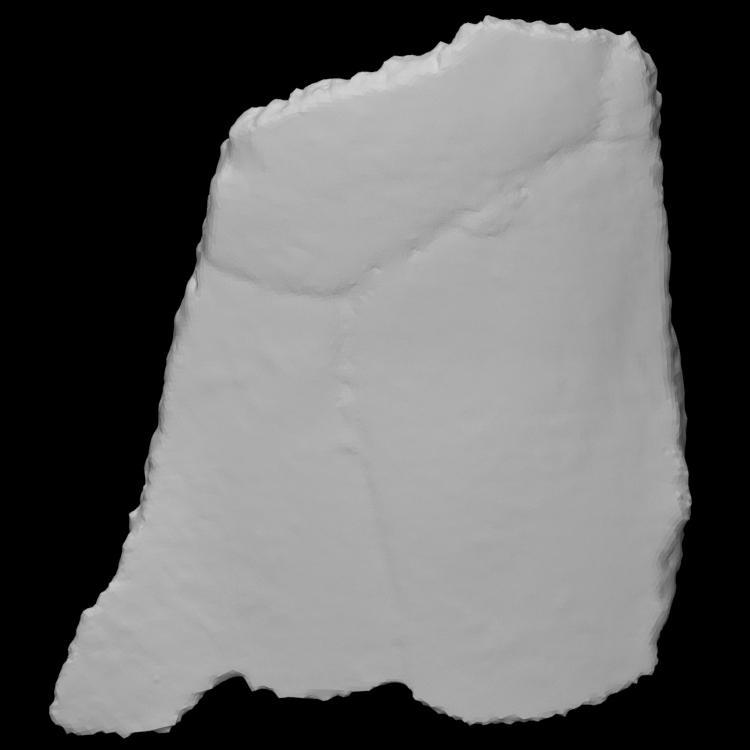 Turtle Carapace Fragment