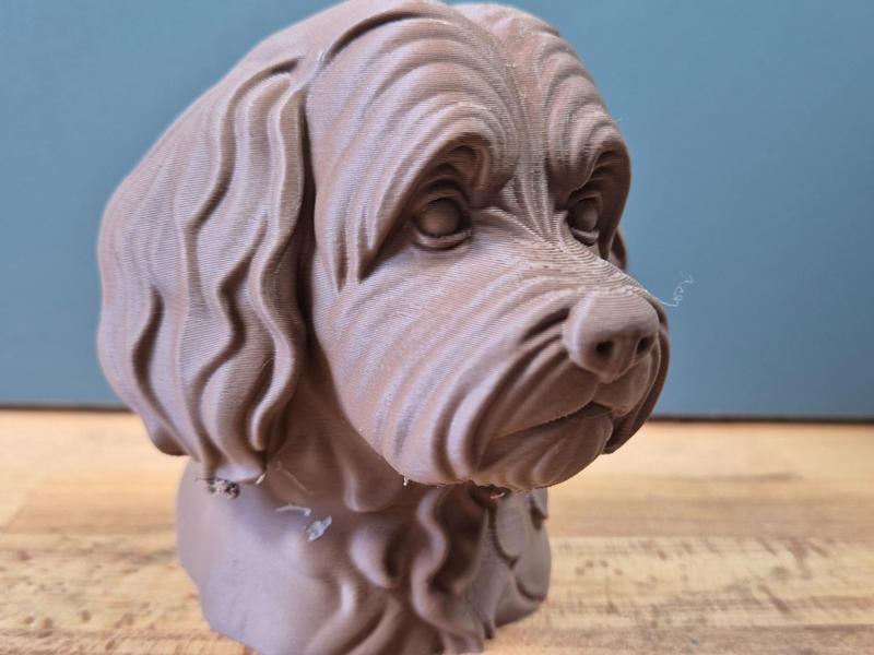 Havanese Bust