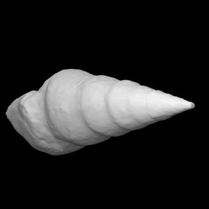 Eoptychia Tenuistriata (Portlock)