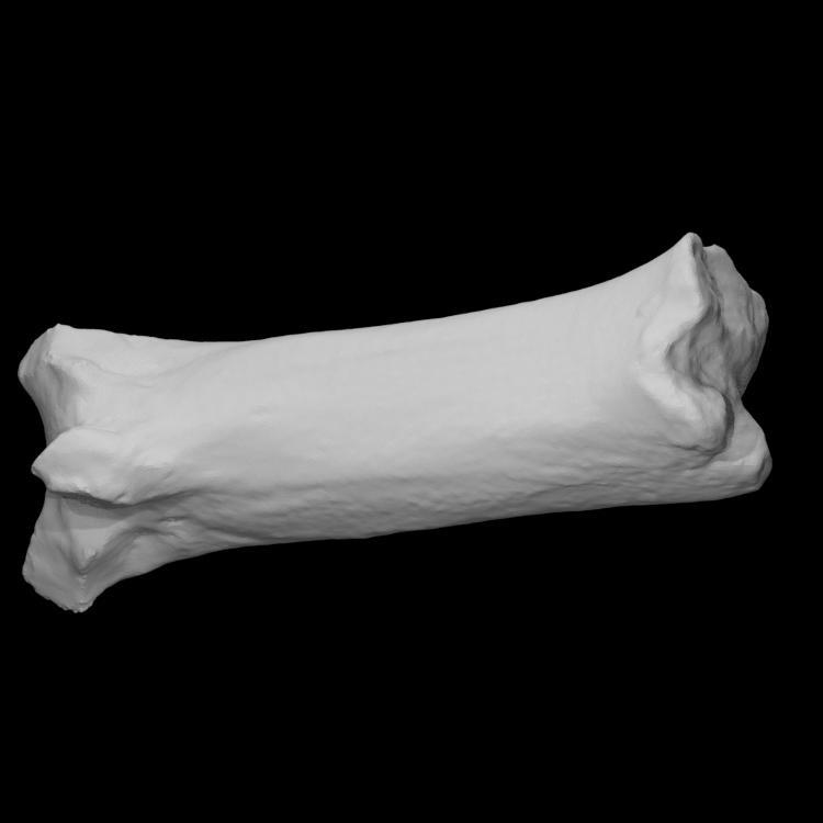 Pig Metacarpal 3