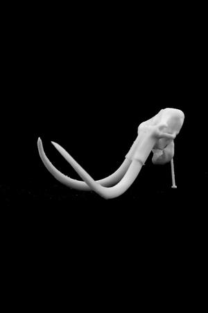 Mammoth Cranium at The Natural History Museum, London