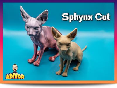Sphynx Cat