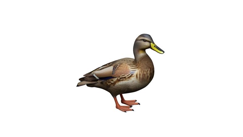 Duck Female