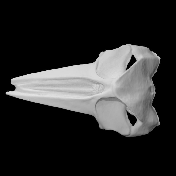 Dolphin skull