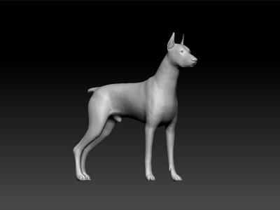 Doberman dog