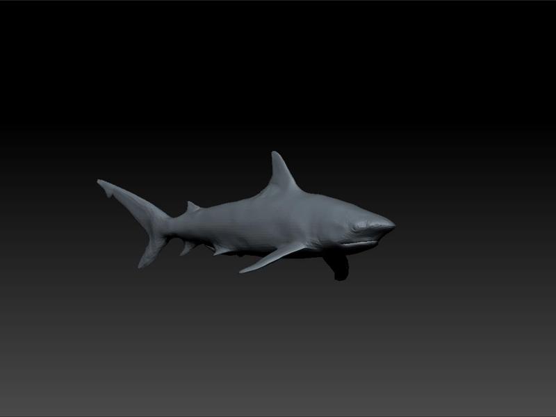 Shark - realistic shark - shark for game unity3d - ue5