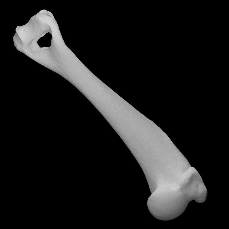 Guinea Pig Left Humerus