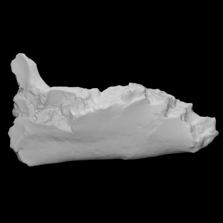 Glossotherium Mandible