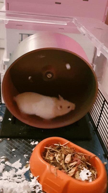 Hamster wheel