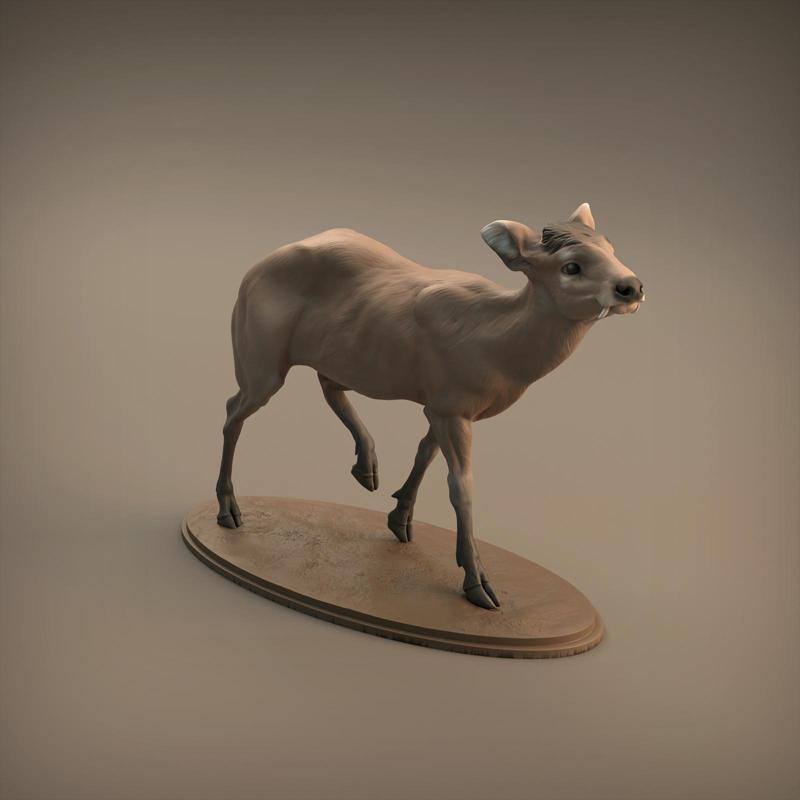 Tufted Deer