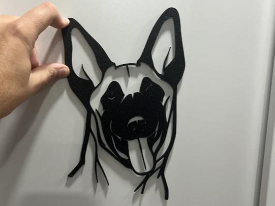 Belgian Malinois shepherd