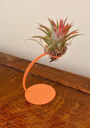 air plant holder