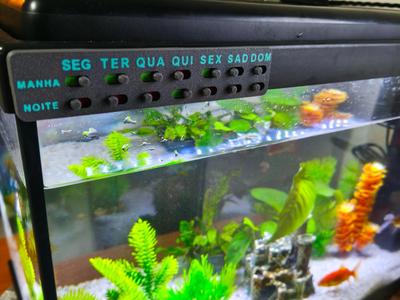 Aquarium Daily Task Feeding Control