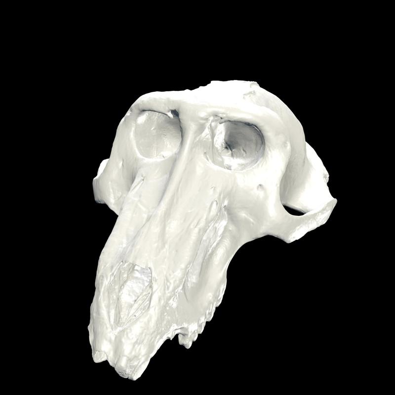 Baboon Cranium ANATOMY Skeleton BONES HEAD MOUTH TEETH NOSE NECK JAW CHIMPANZE MONKEY GORILLA APE