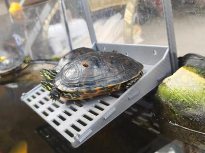 Turtle Basking Platform