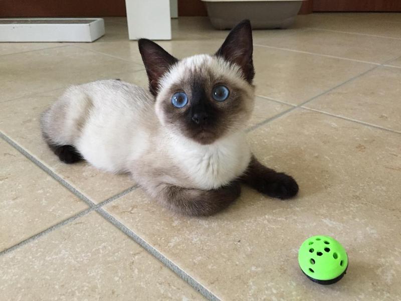 Pallina Sonora - Gioco Gatto 