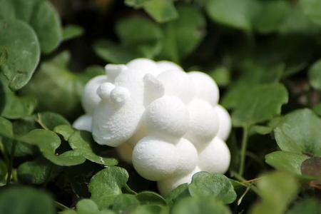 Sheepy mushroom in grass
