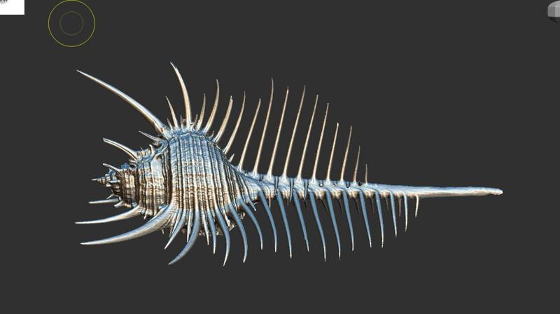 High-precision scanned model of murex
