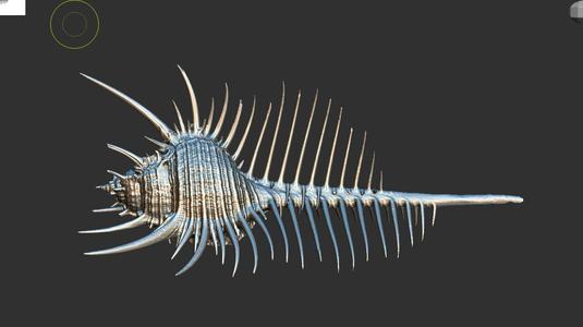 High-precision scanned model of murex
