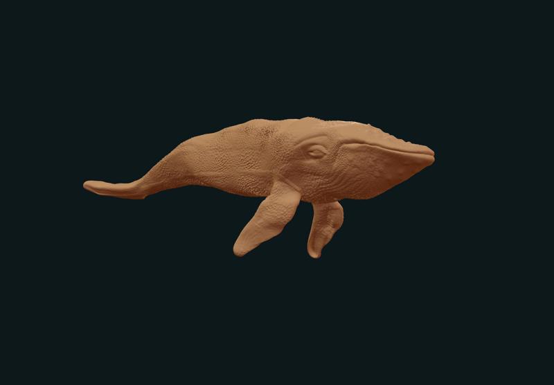 Humpback Whale swimming stl