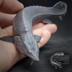 Beluga Sturgeon Huso huso