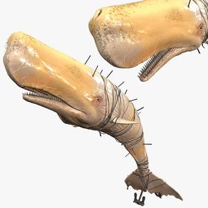 Download ORCA Whale SHARK Fish River water Rigged game 02 ready 3D Model ANIMATED PRINTABLE