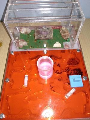 Formicarium queen cover