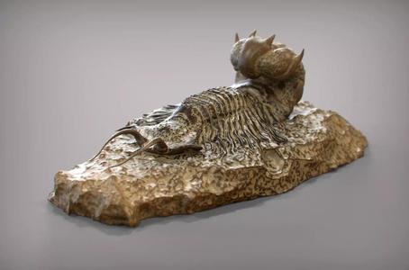 Fossil series - Trilobyte