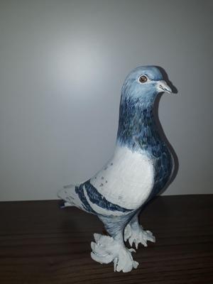 Pigeon