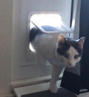 Pet Door with 4-Way Latch & Magnetic Door Return V2