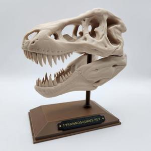 Dinosaur T-Rex Bone Sculpture - Skull Fossil