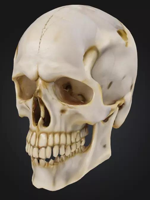 Realistic Human Skull 3D Printable Model