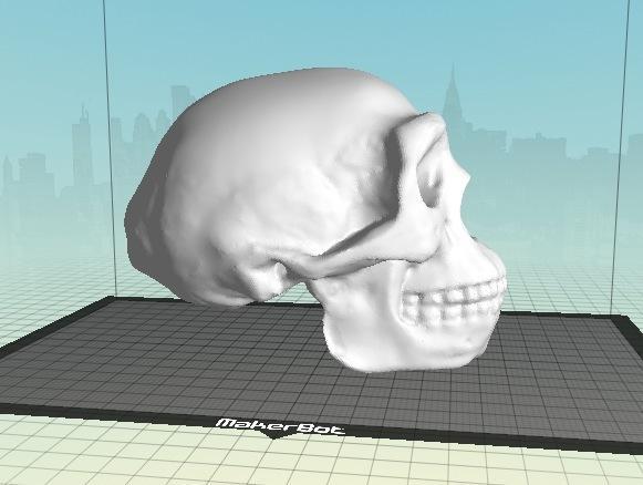 Homo erectus skull
