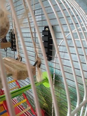wall mount for parrot cage