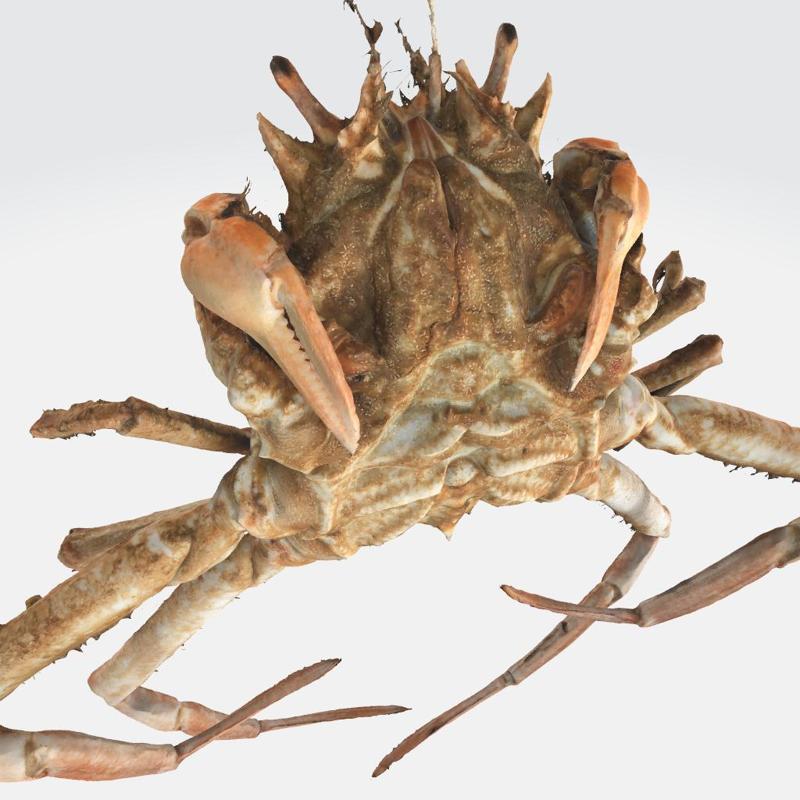 CRAB DorippeSinica CRUSTACEOUS CRAB AMPHIBIAN ANATOMY WATER OCEAN RIVER RAPTOR