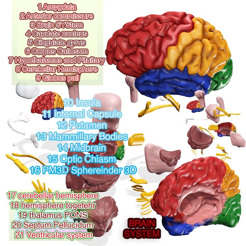 BRAIN COLLECTION FULL ANATOMY Regions of the Brain Cerebellar Hemisphere Togetehr Thalamus Septum Pellucidum Ventricular System Amygdala Anterior Commissure Brain CRANE Caudate Nucleus Cingulate Gyrus Callosum Hypothalamus