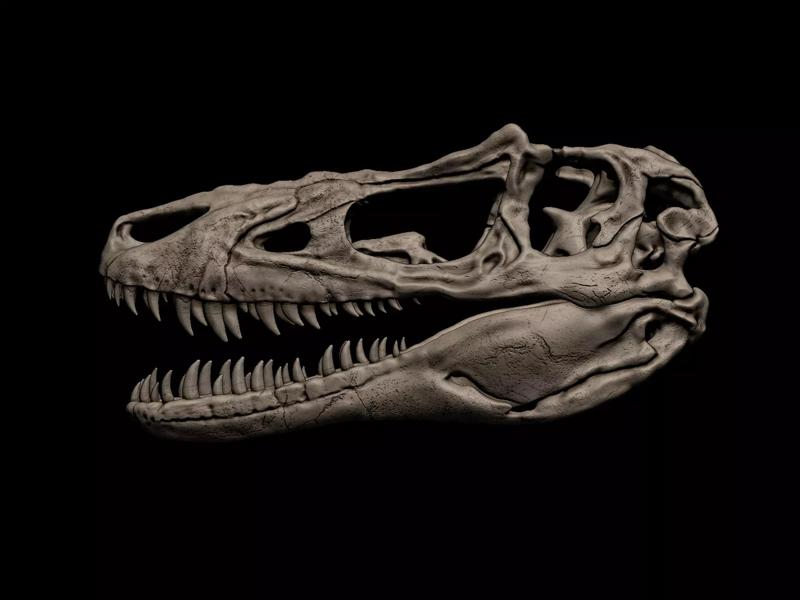 Alioramus Skull