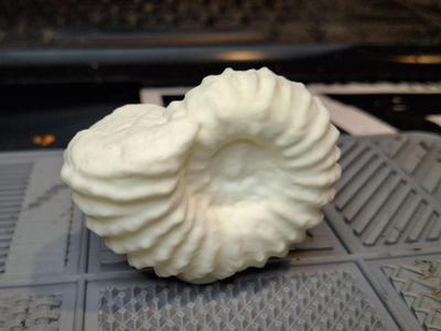 Ammonite scan